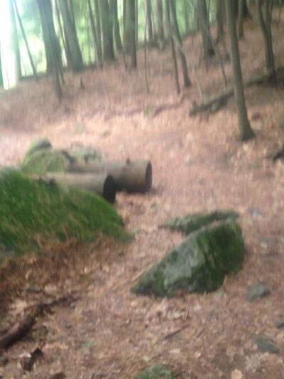 College Woods - Durham, NH