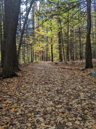 College Woods - Durham, NH