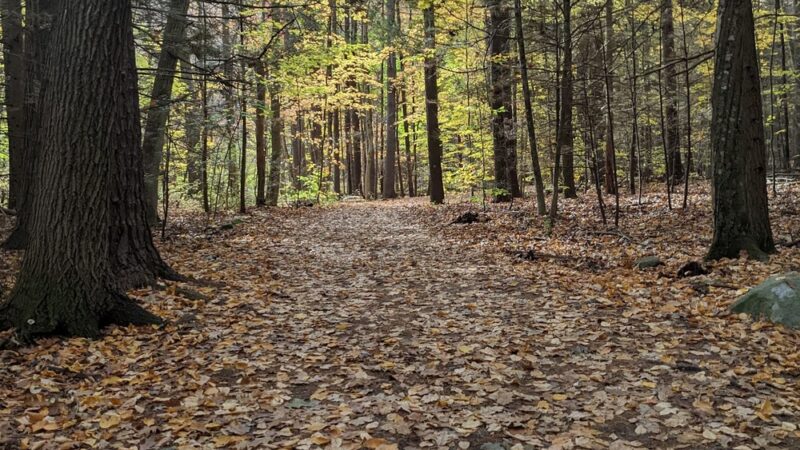 College Woods - Durham, NH