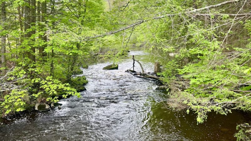 College Woods - Durham, NH
