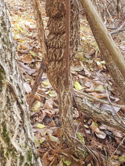 John Hatch Park - Durham, NH