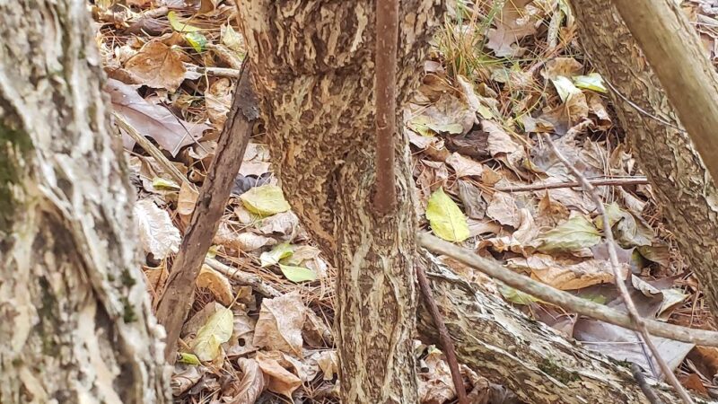 John Hatch Park - Durham, NH