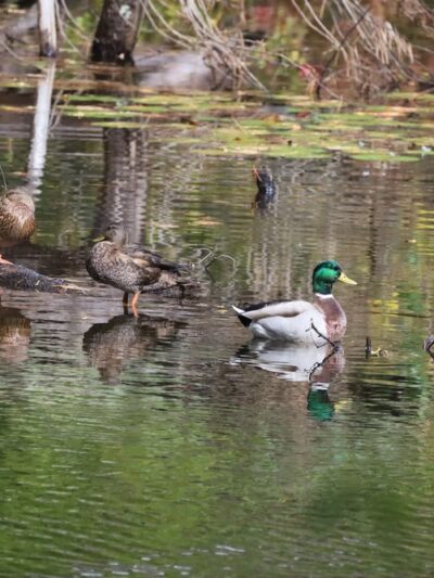 Lamprey River Preserve - Durham, NH