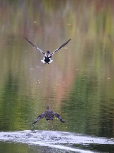 Lamprey River Preserve - Durham, NH