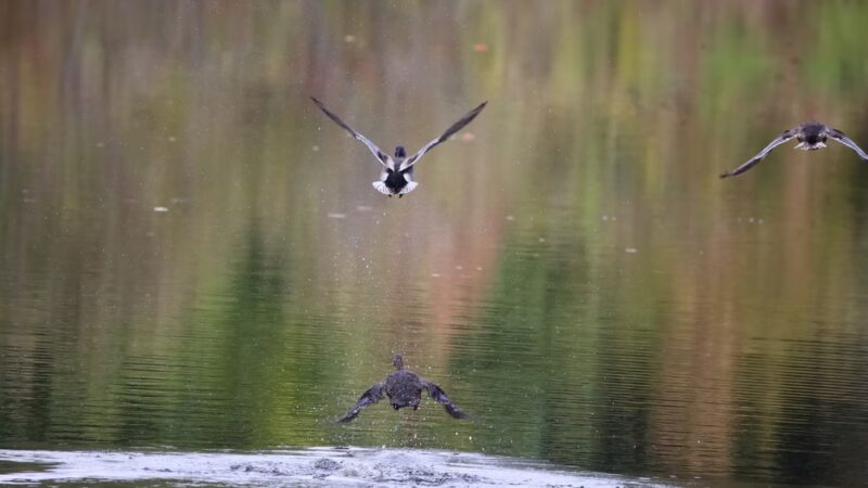 Lamprey River Preserve - Durham, NH