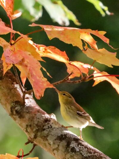 Lamprey River Preserve - Durham, NH
