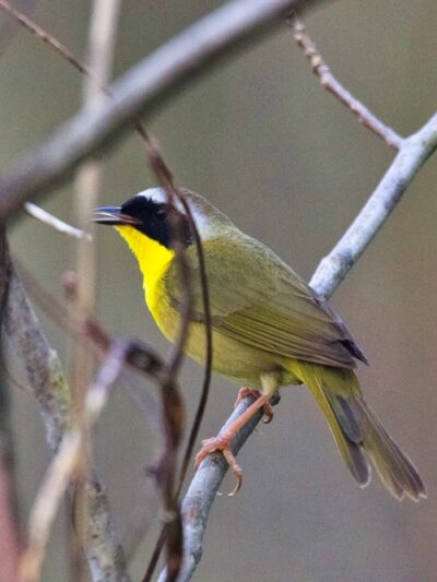 Lamprey River Preserve - Durham, NH