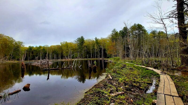 Longmarsh - preserve - Durham, NH
