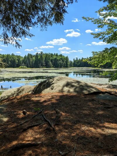 Longmarsh - preserve - Durham, NH