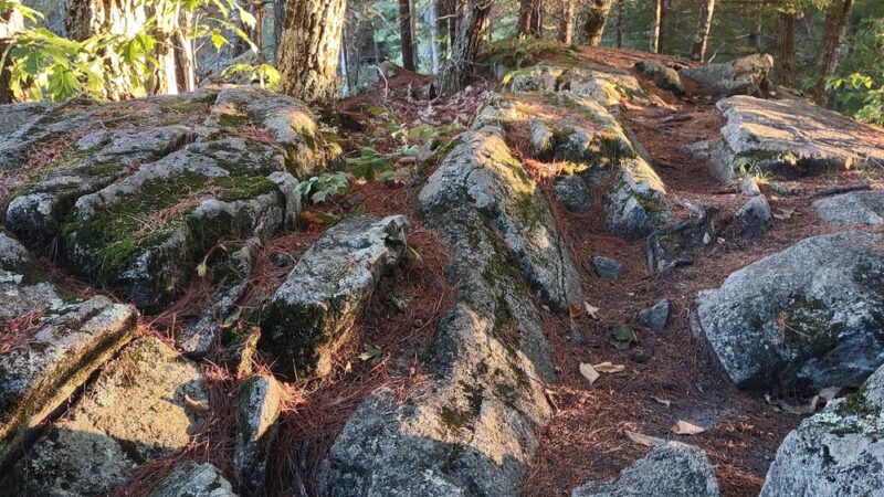 Longmarsh - preserve - Durham, NH