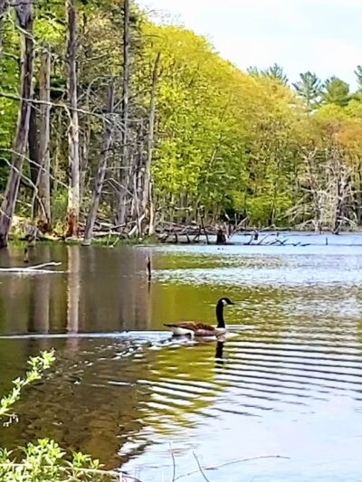 Longmarsh - preserve - Durham, NH