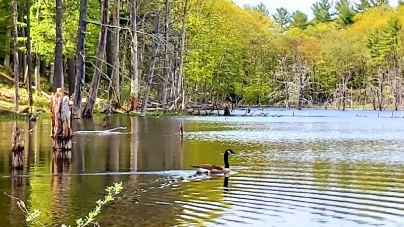 Longmarsh - preserve - Durham, NH