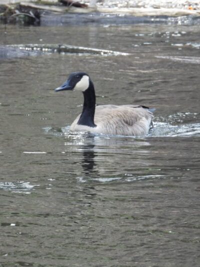 Mill Pond Park - Durham, NH