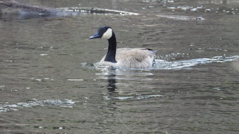 Mill Pond Park - Durham, NH