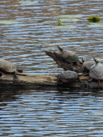 Mill Pond Park - Durham, NH