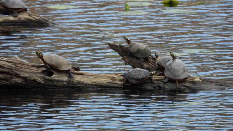 Mill Pond Park - Durham, NH