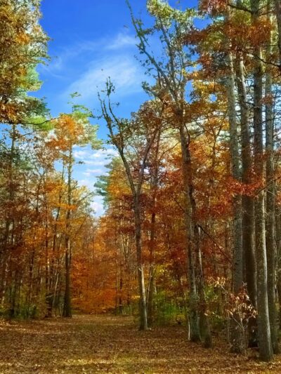Spruce Hole Conservation Area - Durham, NH
