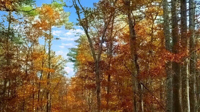 Spruce Hole Conservation Area - Durham, NH