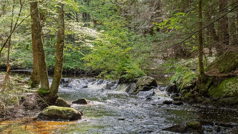 Spruce Hole Conservation Area - Durham, NH