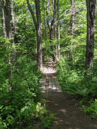 Thompson Forest - Durham, NH