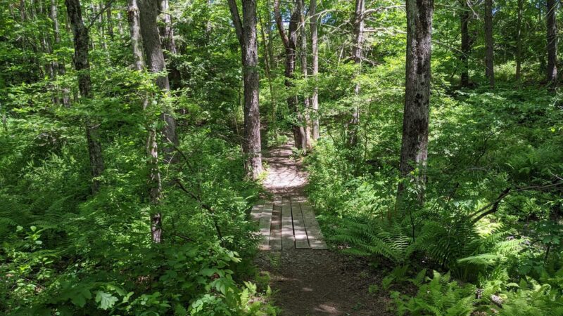 Thompson Forest - Durham, NH
