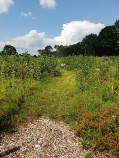 Thompson Forest - Durham, NH