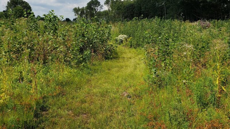 Thompson Forest - Durham, NH