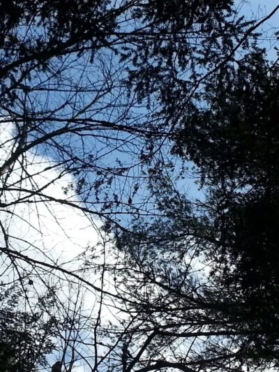 Thompson Forest - Durham, NH