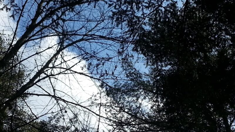 Thompson Forest - Durham, NH