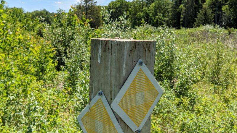 Thompson Forest - Durham, NH