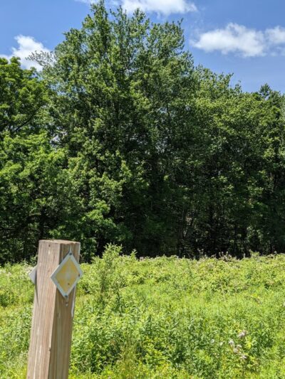 Thompson Forest - Durham, NH