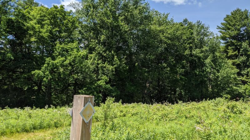 Thompson Forest - Durham, NH