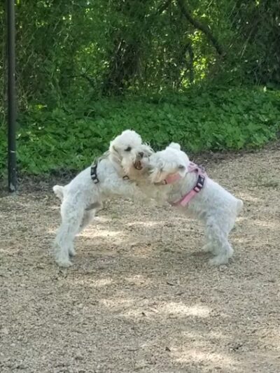 Downtown Durham Dog Park - Durham, NC