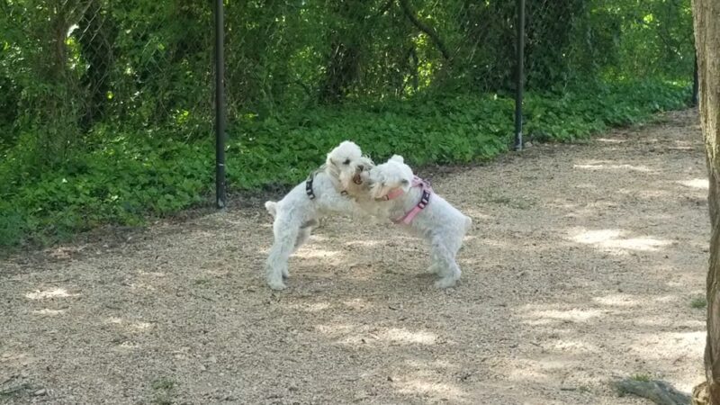 Downtown Durham Dog Park - Durham, NC