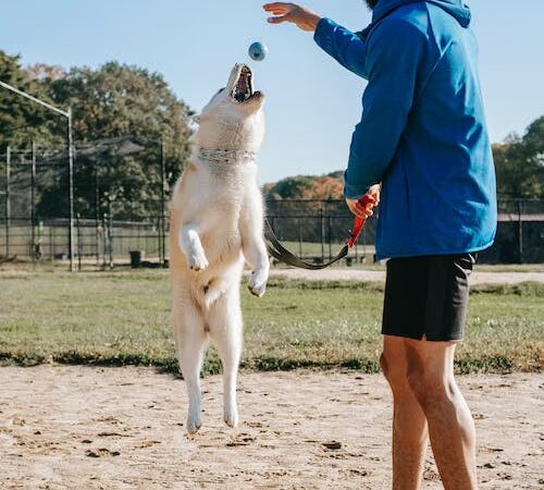 Downtown Durham Dog Park - Durham, NC