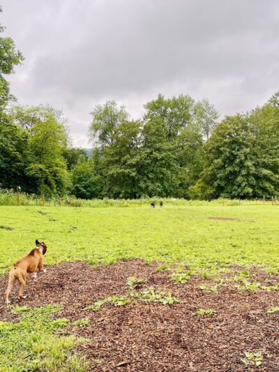 Duvall Dog Park - Duvall, WA