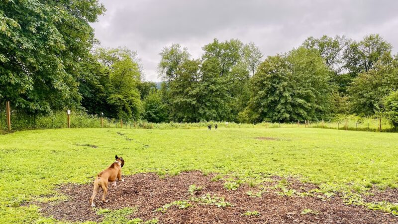 Duvall Dog Park - Duvall, WA