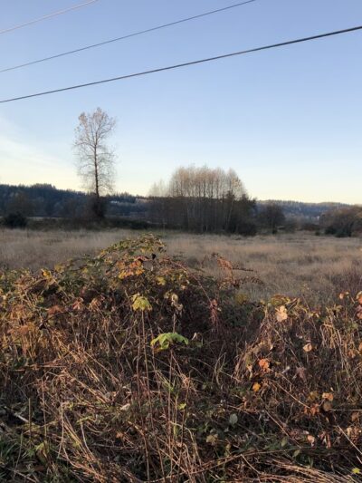 Duvall Dog Park - Duvall, WA