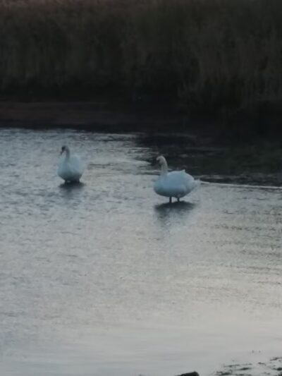 West Creek - Eagleswood, NJ