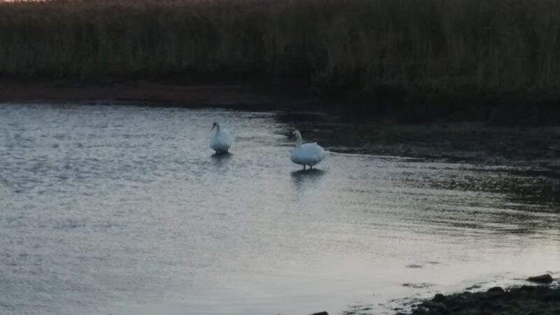 West Creek - Eagleswood, NJ