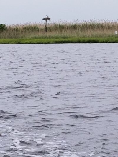 West Creek - Eagleswood, NJ