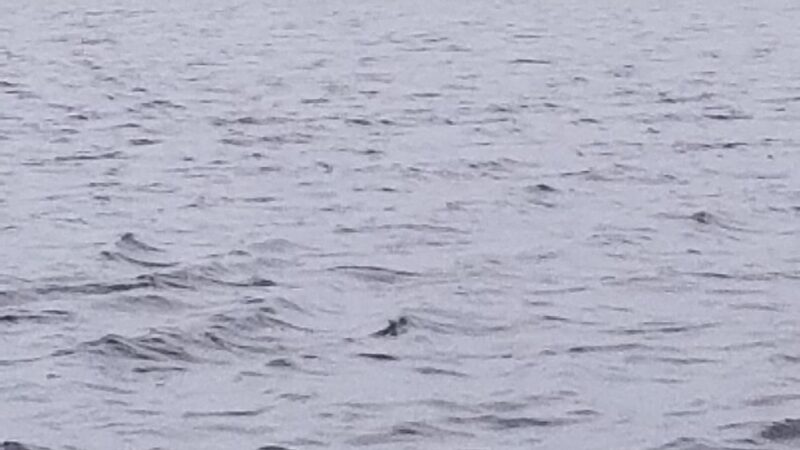 West Creek - Eagleswood, NJ