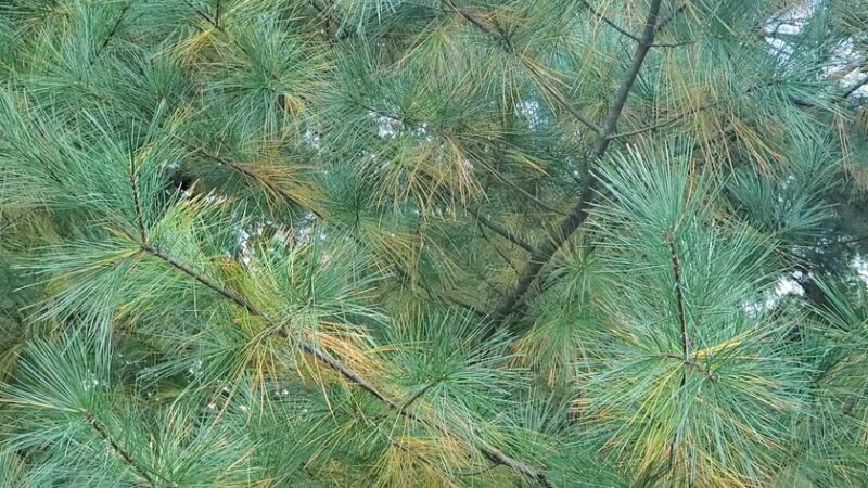 Lower Providence Park - Eagleville, PA