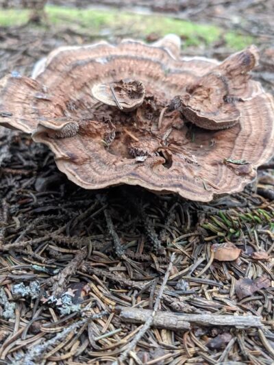Ocean Point Preserve - East Boothbay, ME