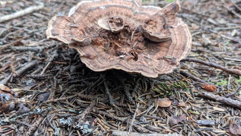 Ocean Point Preserve - East Boothbay, ME