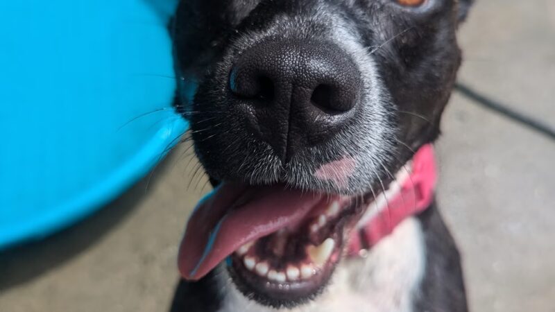 Mt Pleasant Animal Shelter - East Hanover, NJ