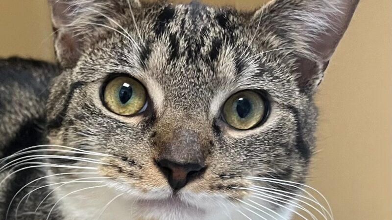 Mt Pleasant Animal Shelter - East Hanover, NJ