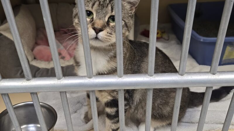 Mt Pleasant Animal Shelter - East Hanover, NJ