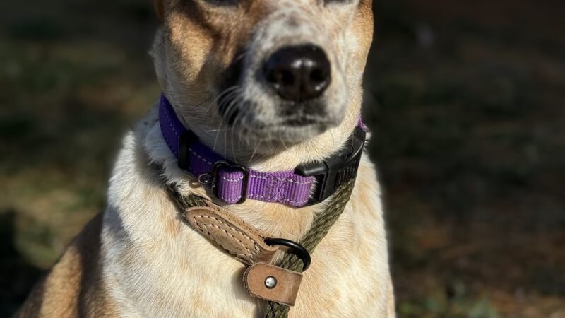 Mt Pleasant Animal Shelter - East Hanover, NJ