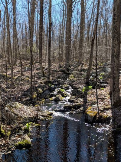 Nehantic State Forest - East Lyme, CT